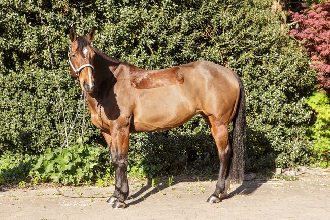 Top ausgebildete Quarter Horse Stute, Kerstin Rehbehn (Pferdemarketing Ost), Pferd kaufen, Nienburg, Abbildung 6
