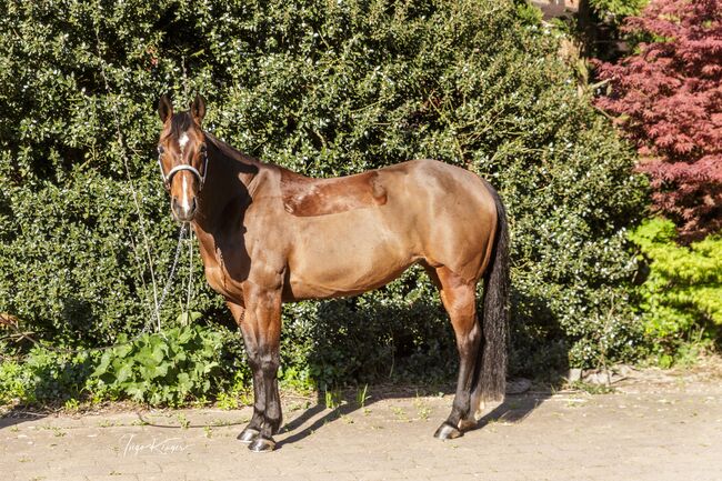 Top ausgebildete Quarter Horse Stute, Kerstin Rehbehn (Pferdemarketing Ost), Pferd kaufen, Nienburg, Abbildung 8