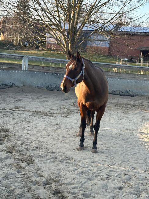 Top ausgebildete Quarter Horse Stute, Kerstin Rehbehn (Pferdemarketing Ost), Pferd kaufen, Nienburg, Abbildung 11