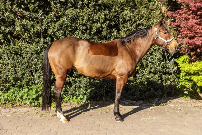 Top ausgebildete Quarter Horse Stute, Kerstin Rehbehn (Pferdemarketing Ost), Pferd kaufen, Nienburg, Abbildung 7