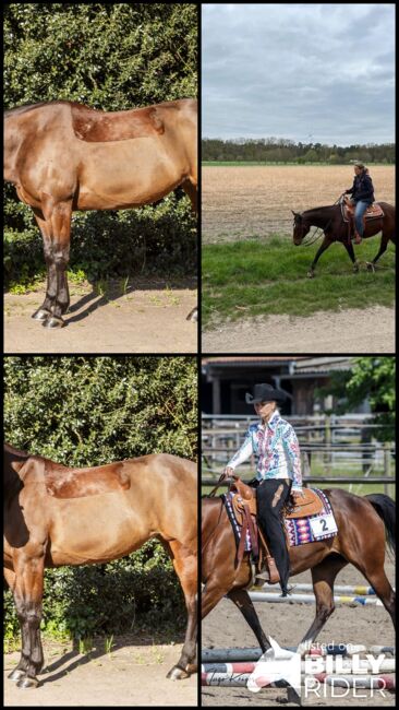Top ausgebildete Quarter Horse Stute, Kerstin Rehbehn (Pferdemarketing Ost), Pferd kaufen, Nienburg, Abbildung 13