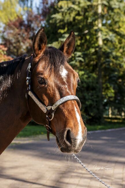 Top ausgebildete Quarter Horse Stute, Kerstin Rehbehn (Pferdemarketing Ost), Pferd kaufen, Nienburg, Abbildung 3