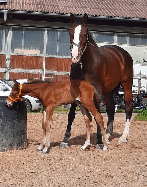 Top gezogenes Hannoveraner Hengstfohlen, Kerstin Rehbehn (Pferdemarketing Ost), Horses For Sale, Nienburg, Image 7