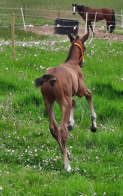 Top gezogenes Hannoveraner Hengstfohlen, Kerstin Rehbehn (Pferdemarketing Ost), Horses For Sale, Nienburg, Image 3