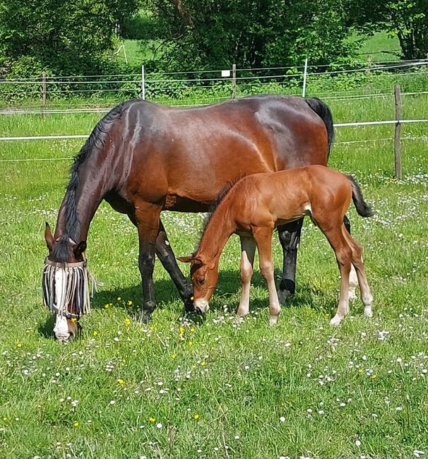 Top gezogenes Hannoveraner Hengstfohlen, Kerstin Rehbehn (Pferdemarketing Ost), Horses For Sale, Nienburg, Image 2