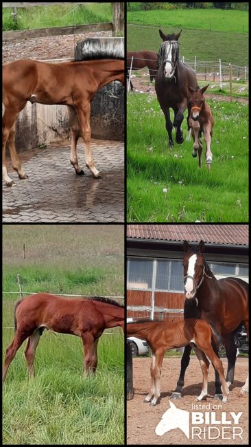 Top gezogener Hannoveraner Hengst, Kerstin Rehbehn (Pferdemarketing Ost), Horses For Sale, Nienburg, Image 9