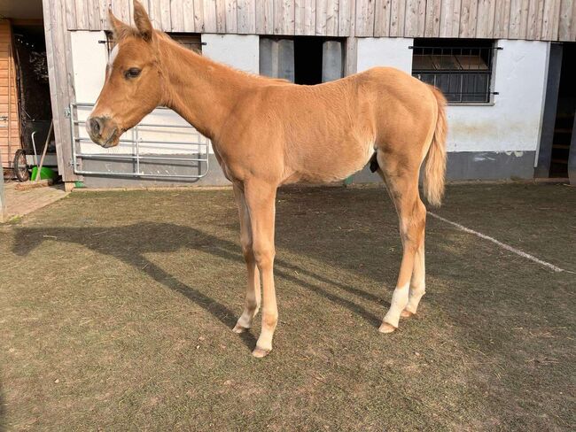 Top gezogener, palominofarbener Quarter Horse Hengst, Kerstin Rehbehn (Pferdemarketing Ost), Horses For Sale, Nienburg, Image 4