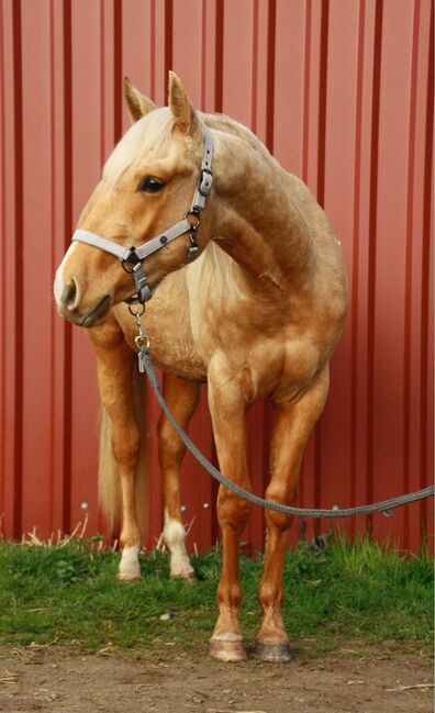 Top gezogener, palominofarbener Quarter Horse Hengst, Kerstin Rehbehn (Pferdemarketing Ost), Horses For Sale, Nienburg, Image 2