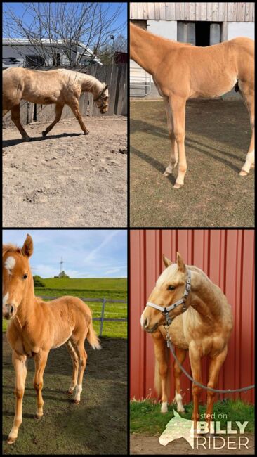 Top gezogener, palominofarbener Quarter Horse Hengst, Kerstin Rehbehn (Pferdemarketing Ost), Horses For Sale, Nienburg, Image 14
