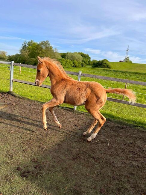 Top gezogener, palominofarbener Quarter Horse Hengst, Kerstin Rehbehn (Pferdemarketing Ost), Horses For Sale, Nienburg, Image 10