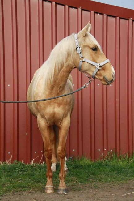 Top gezogener, palominofarbener Quarter Horse Hengst, Kerstin Rehbehn (Pferdemarketing Ost), Horses For Sale, Nienburg, Image 3