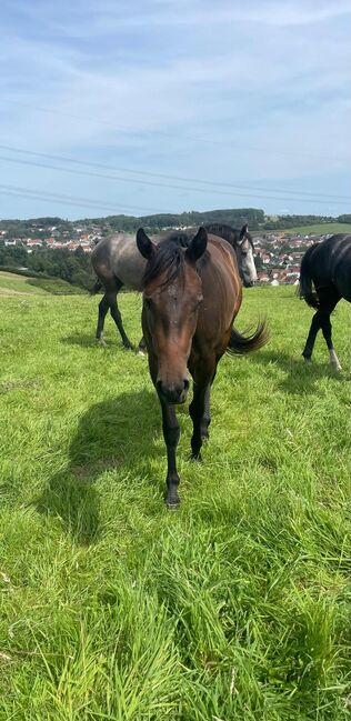 Top gezogener Pleasure/Allround Nachwuchs, Kerstin Rehbehn (Pferdemarketing Ost), Horses For Sale, Nienburg, Image 3