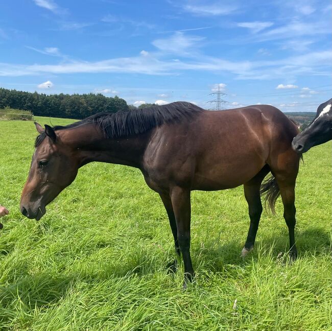 Top gezogener Pleasure/Allround Nachwuchs, Kerstin Rehbehn (Pferdemarketing Ost), Horses For Sale, Nienburg