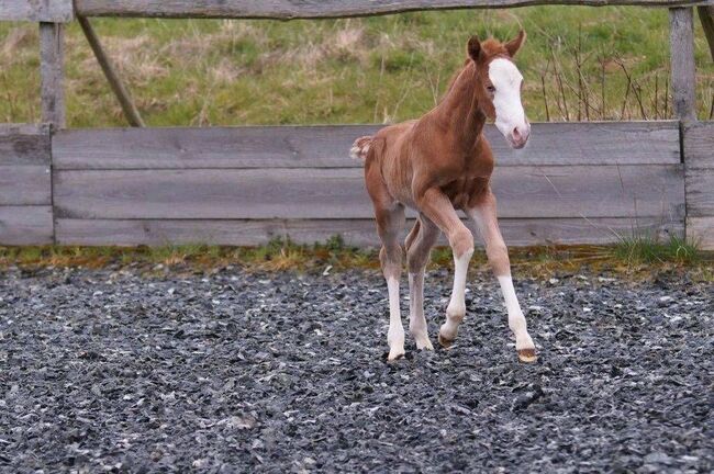 Top gezogenes Quarter Horse Stutfohlen, Kerstin Rehbehn (Pferdemarketing Ost), Horses For Sale, Nienburg, Image 5