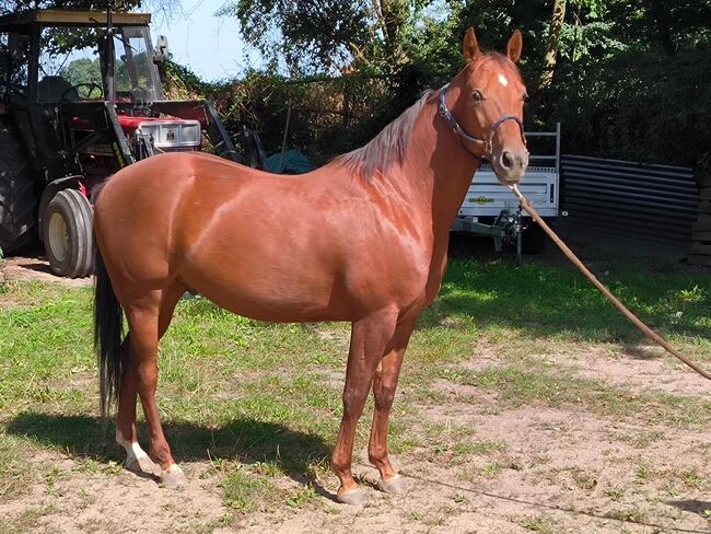 Top gezogenes Cutting Nachwuchspferd, Kerstin Rehbehn (Pferdemarketing Ost), Horses For Sale, Nienburg, Image 2