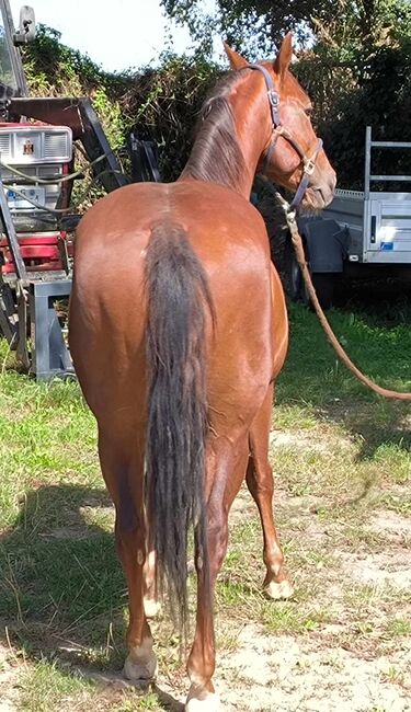 Top gezogenes Cutting Nachwuchspferd, Kerstin Rehbehn (Pferdemarketing Ost), Horses For Sale, Nienburg, Image 7