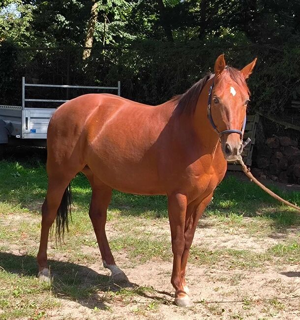 Top gezogenes Cutting Nachwuchspferd, Kerstin Rehbehn (Pferdemarketing Ost), Horses For Sale, Nienburg