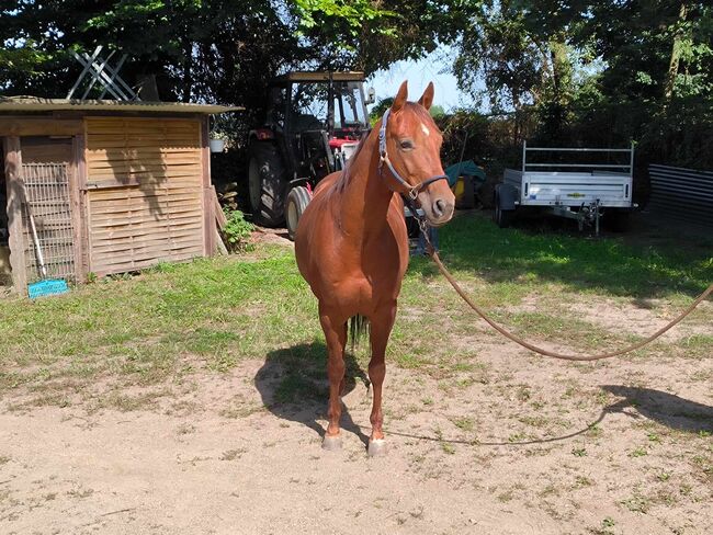 Top gezogenes Cutting Nachwuchspferd, Kerstin Rehbehn (Pferdemarketing Ost), Horses For Sale, Nienburg, Image 5