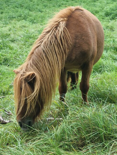 Top Zuchtstute Original Shetland, Nadine  (Shettyzucht Frechdachs ), Horses For Sale, Heringen, Image 8