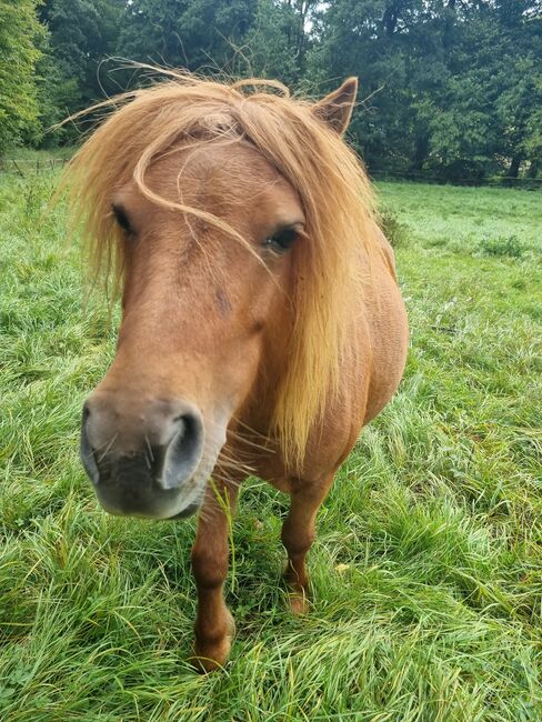 Top Zuchtstute Original Shetland, Nadine  (Shettyzucht Frechdachs ), Horses For Sale, Heringen, Image 3