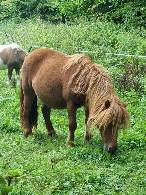 Top Zuchtstute Original Shetland, Nadine  (Shettyzucht Frechdachs ), Horses For Sale, Heringen, Image 4