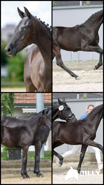 *TOP CHANCE* 2- jährige Dressurstute, Tamara Jutzeler, Konie na sprzedaż, Mümliswil, Image 5