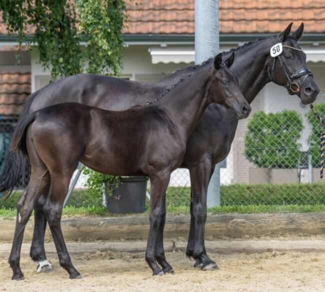 *TOP CHANCE* 2- jährige Dressurstute, Tamara Jutzeler, Konie na sprzedaż, Mümliswil, Image 3