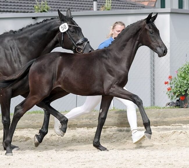 *TOP CHANCE* 2- jährige Dressurstute, Tamara Jutzeler, Horses For Sale, Mümliswil, Image 4