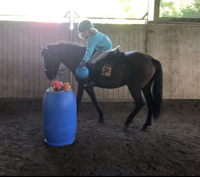 Top Kinderpony, Kronwitter Petra , Horses For Sale, Mainbernheim, Image 9