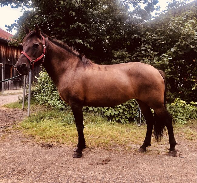 Top Kinderpony, Kronwitter Petra , Horses For Sale, Mainbernheim, Image 4