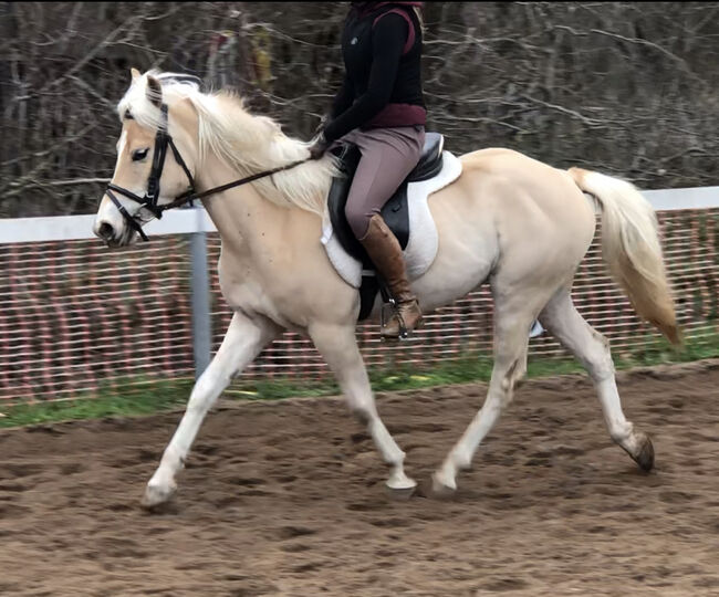 Top Kinderpony, Kronwitter Petra , Horses For Sale, Mainbernheim, Image 3