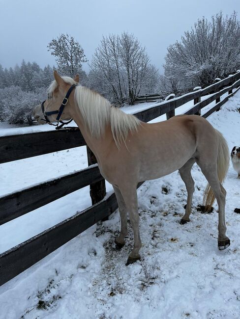 Top Kinderpony, Kronwitter Petra , Horses For Sale, Mainbernheim, Image 9