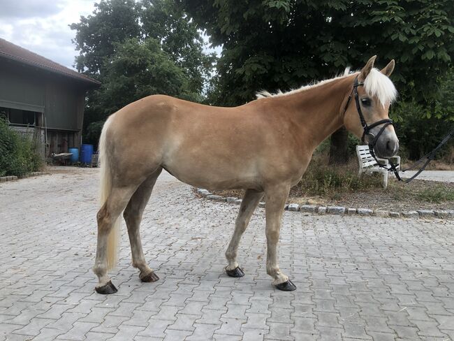 Top Kinderpony, Kronwitter Petra , Horses For Sale, Mainbernheim, Image 2