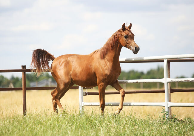 TOP CLASS Araber Stute, Zalia Stud, Pferd kaufen, Strykow, Abbildung 2
