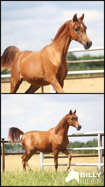 TOP CLASS Araber Stute, Zalia Stud, Pferd kaufen, Strykow, Abbildung 3