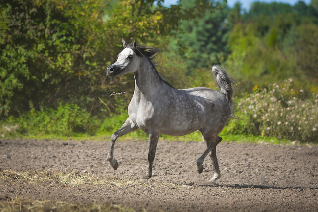 TOP CLASS Araber Stute, Zalia Stud, Horses For Sale, Strykow