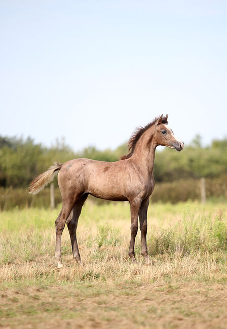 top class filly- EKS Farajj GRANDDAUGHTER, Zalia Stud, Konie na sprzedaż, Strykow
