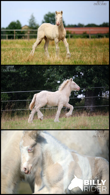 Top class gypsy/rish cob, DOUBLE CREAM GENE, Zalia Stud, Horses For Sale, Strykow, Image 4