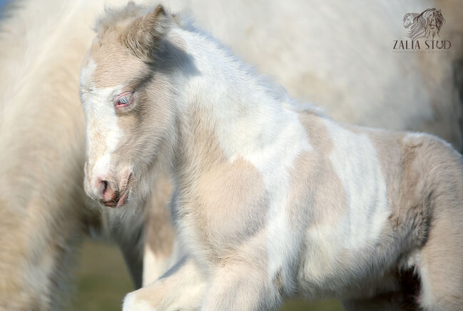 Top class gypsy/rish cob, DOUBLE CREAM GENE, Zalia Stud, Konie na sprzedaż, Strykow, Image 3