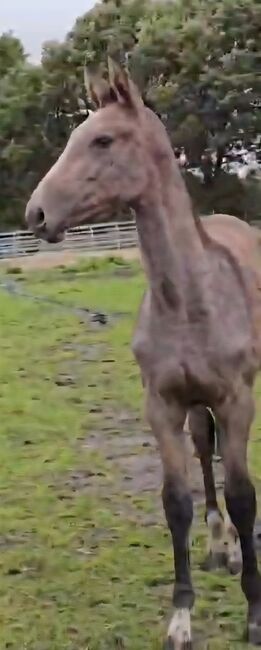 Hochkarätiges Hannoveraner Stutfohlen (2025), Margit , Horses For Sale, Schiffdorf