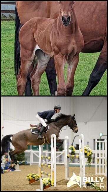 Top class showjumping filly foal, Mel Gravell-Barnes , Horses For Sale, Harle Syke, Image 3