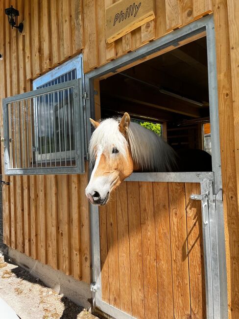 Tiroler Haflinger-Stute der Extraklasse (tragend), Larissa Lea, Horses For Sale, St. Pölten, Image 20