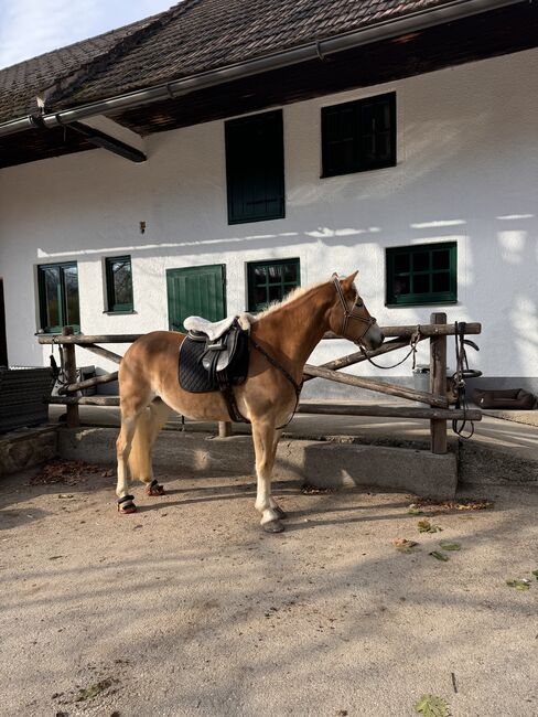 Tiroler Haflinger-Stute der Extraklasse (tragend), Larissa Lea, Horses For Sale, St. Pölten, Image 15