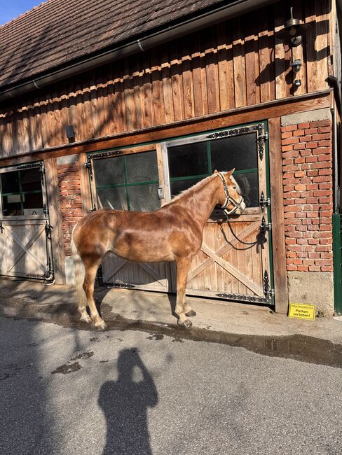 Tiroler Haflinger-Stute der Extraklasse (tragend), Larissa Lea, Horses For Sale, St. Pölten, Image 9