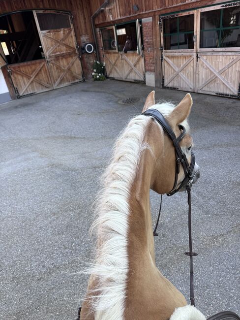 Tiroler Haflinger-Stute der Extraklasse (tragend), Larissa Lea, Horses For Sale, St. Pölten, Image 16