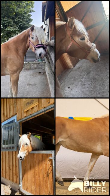 Tiroler Haflinger-Stute der Extraklasse (tragend), Larissa Lea, Horses For Sale, St. Pölten, Image 24