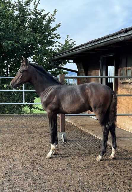 TOP Hengstfohlen, Bestrice Matos, Horses For Sale, Illhart, Image 3