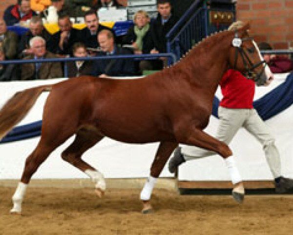 Top Deckhengst, lemaponies, Pferd kaufen, Rolle