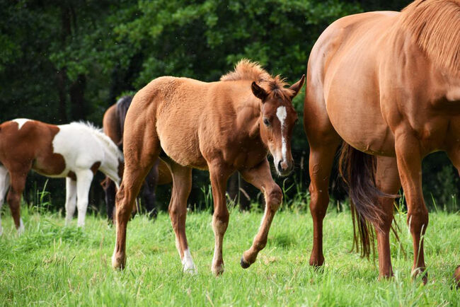 Top doppeltregistrierte Quarter Horse Nachwuchsstute, Kerstin Rehbehn (Pferdemarketing Ost), Pferd kaufen, Nienburg, Abbildung 6