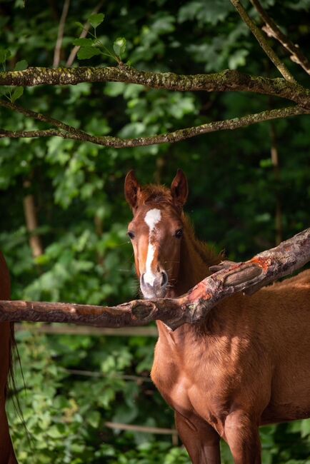 Top doppeltregistrierte Quarter Horse Nachwuchsstute, Kerstin Rehbehn (Pferdemarketing Ost), Pferd kaufen, Nienburg, Abbildung 5